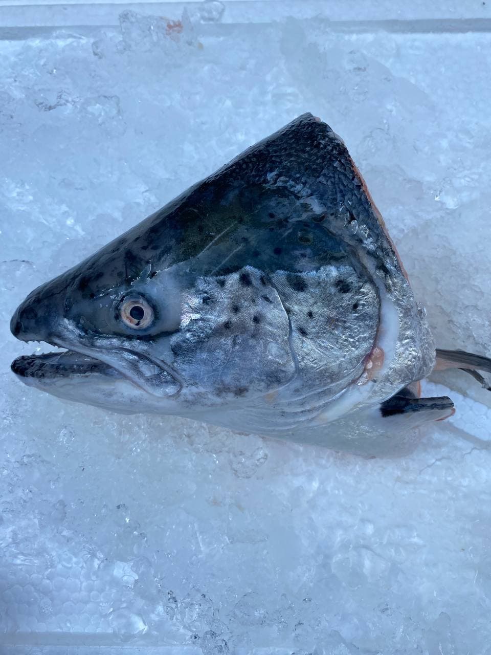 salmon fish head