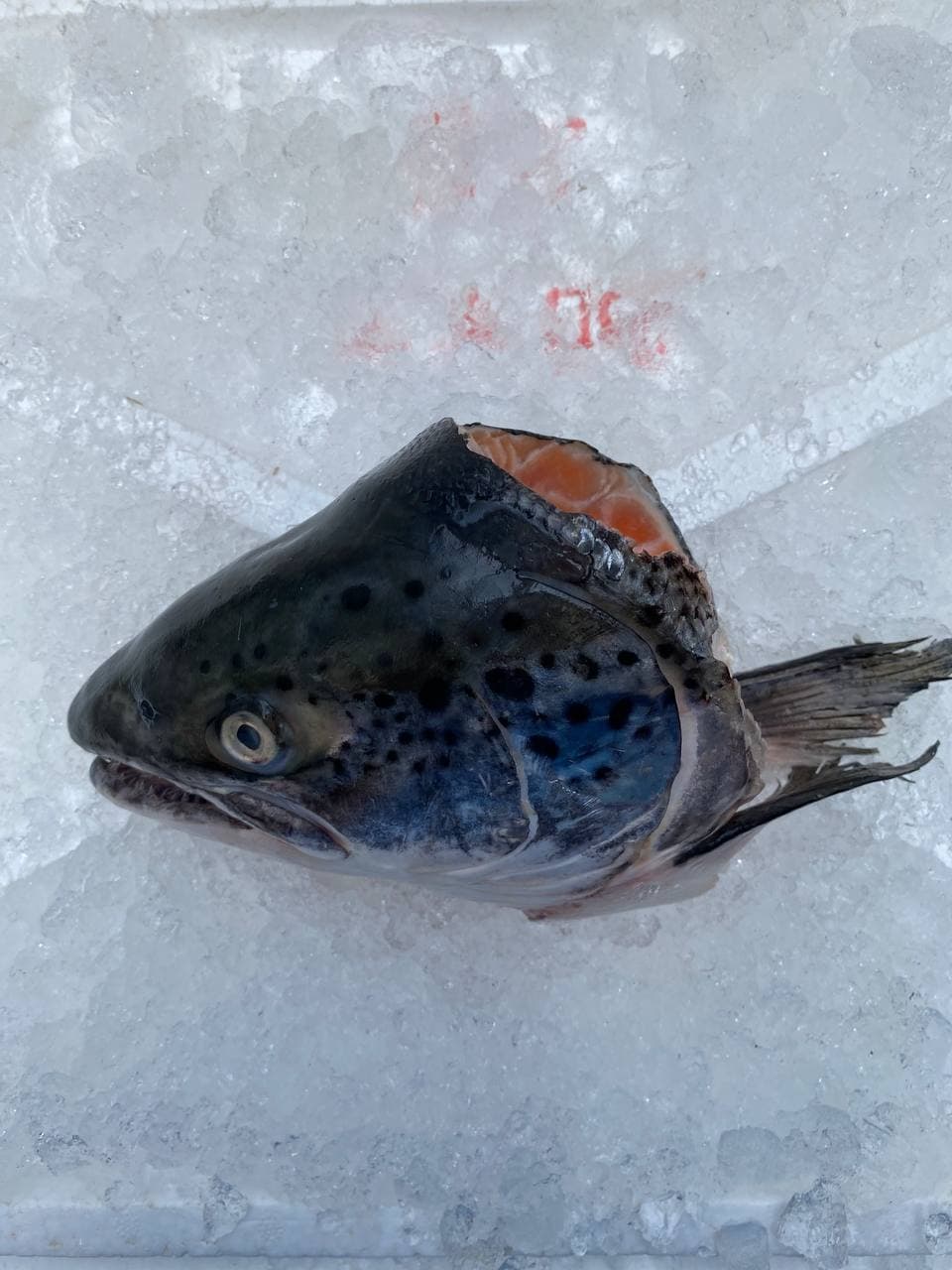 fresh salmon fish head