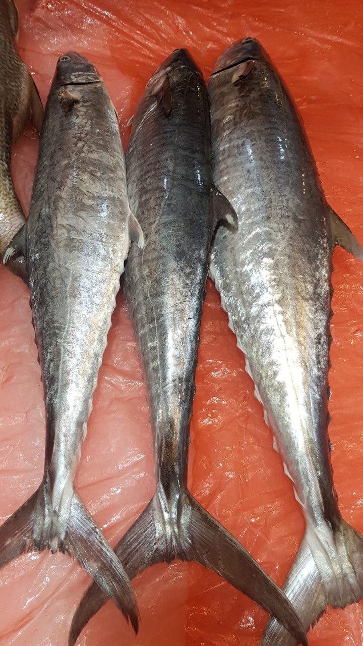 fresh batang fish 