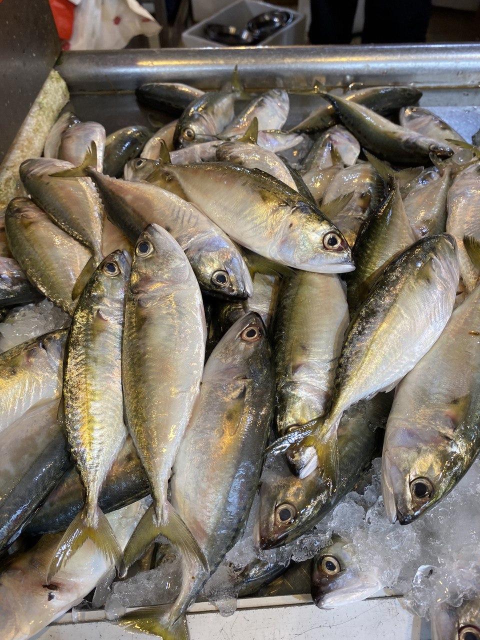 fresh batu fish 