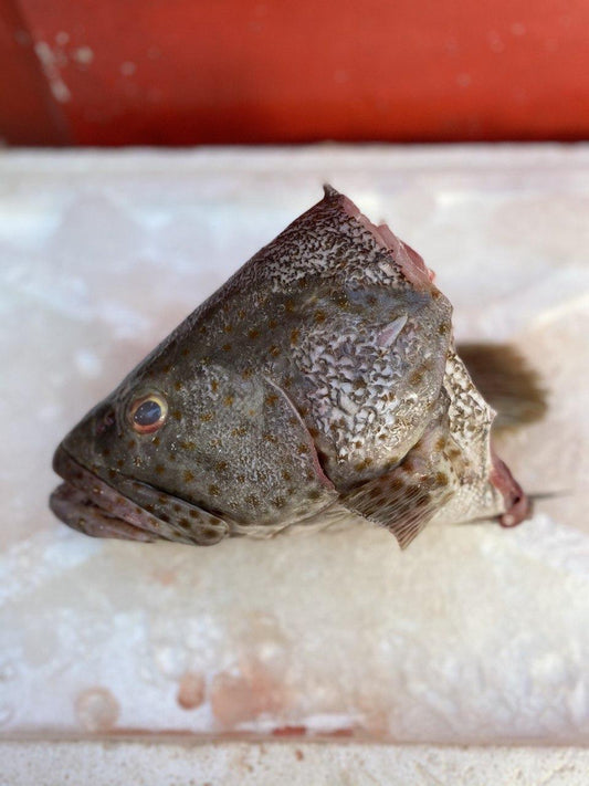fresh grouper fish head