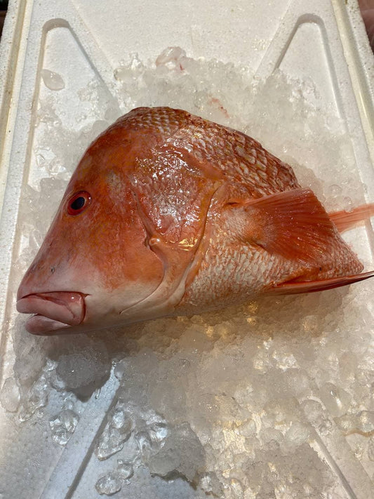 fresh emperor red snapper fish head
