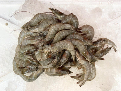 fresh grey prawns / glass prawns