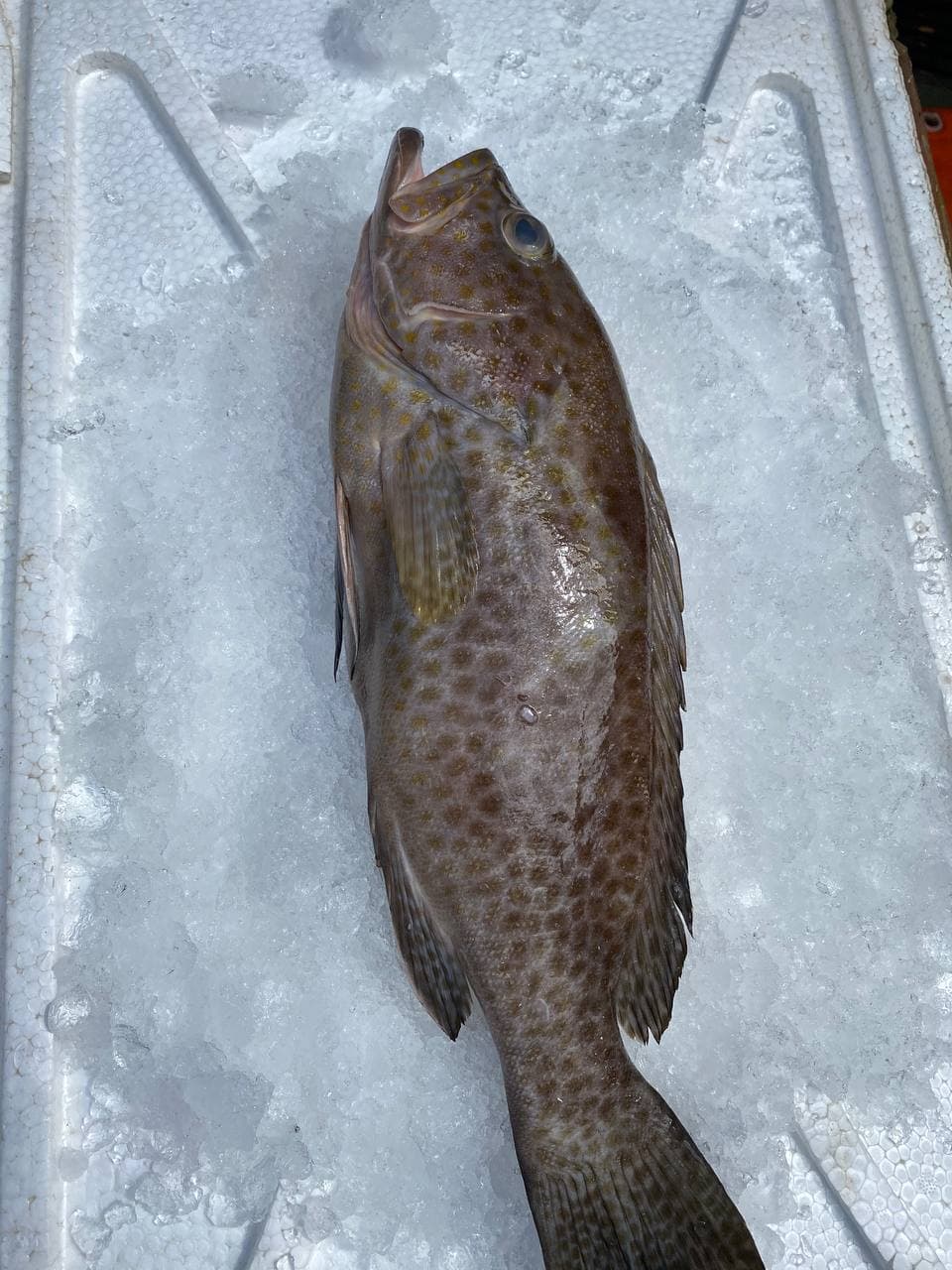 fresh flower grouper fish