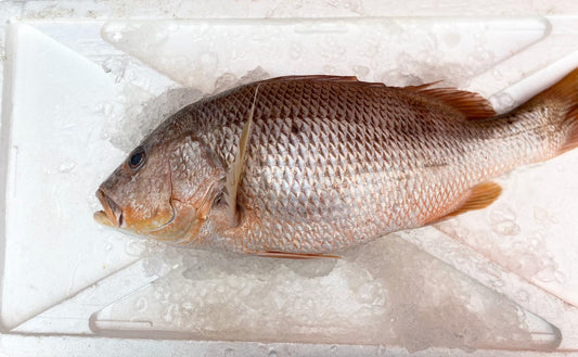 Whole Golden Snapper (2-3.5 KG) 红潮