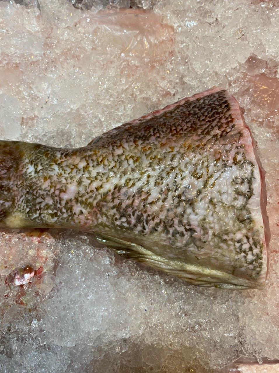 fresh grouper fish