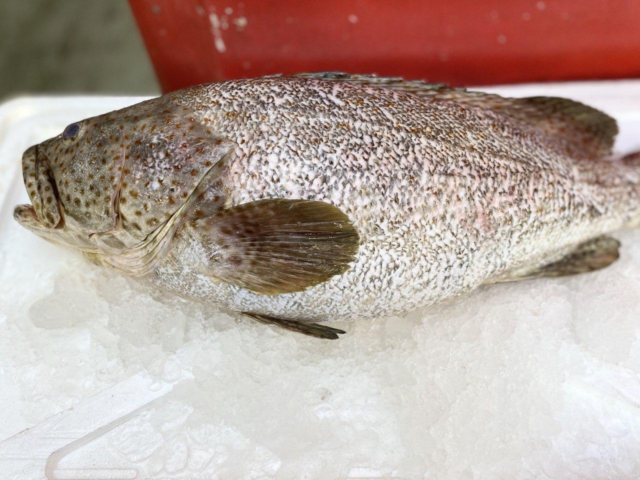 fresh big grouper fish 