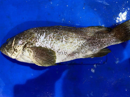 big grouper fish