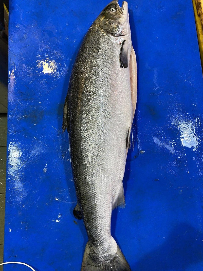 Fresh Whole Salmon Delivery in Singapore Ding Xin Seafood