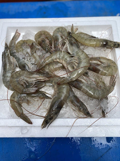 fresh grey prawns / glass prawns