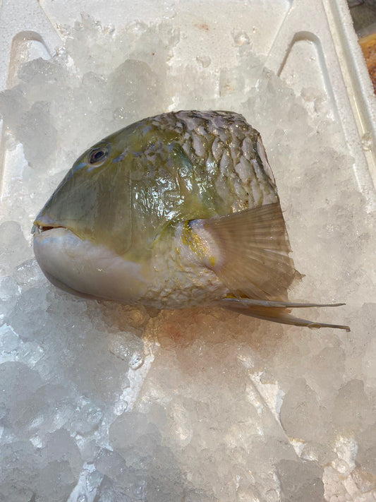 Parrotfish Fish Head (~1 KG) 鹦嘴鱼