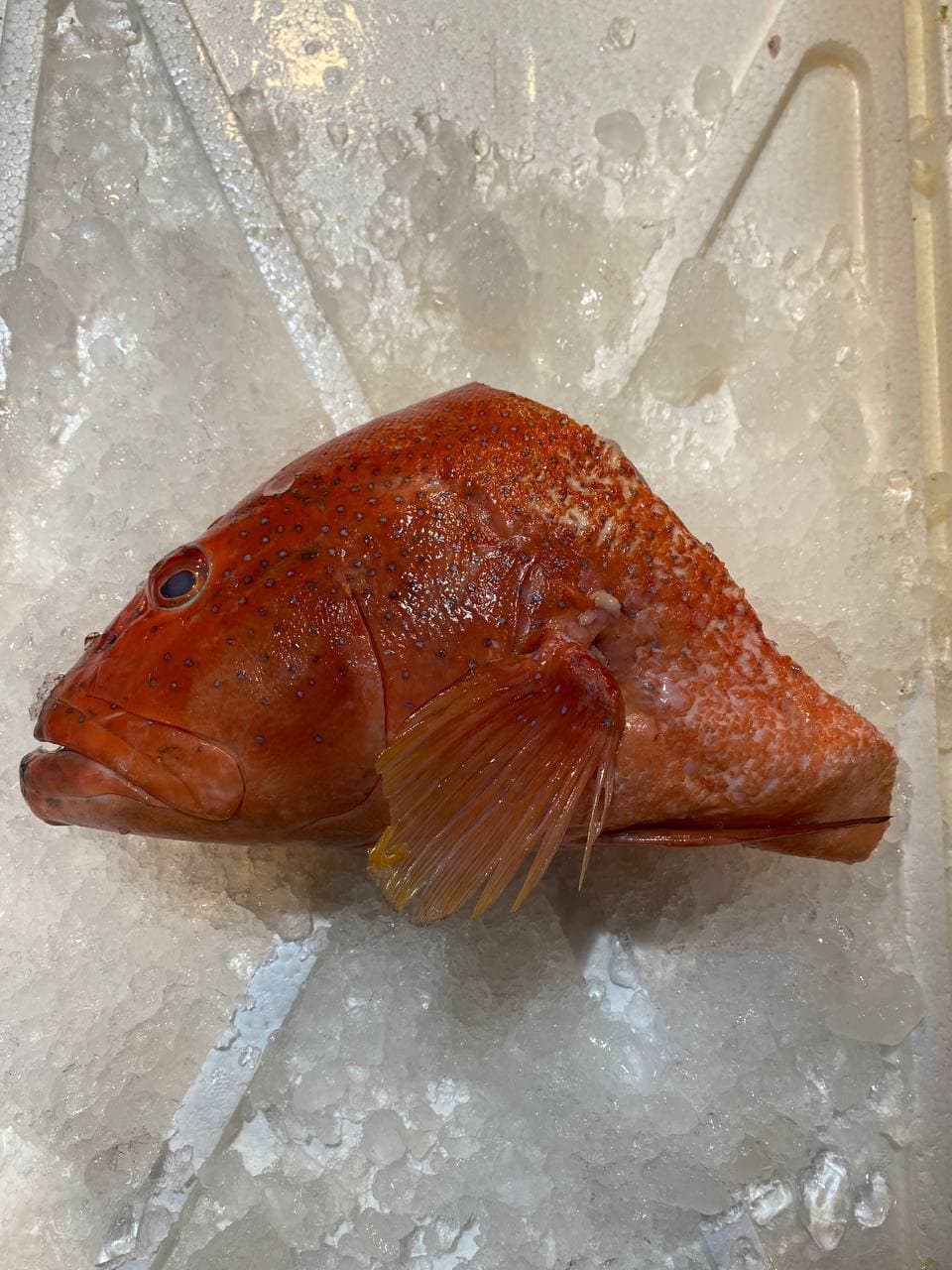 fresh red grouper fish head