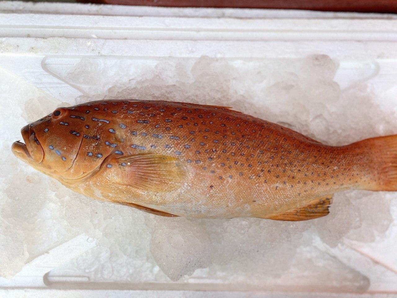 fresh big red grouper / red garoupa fish 