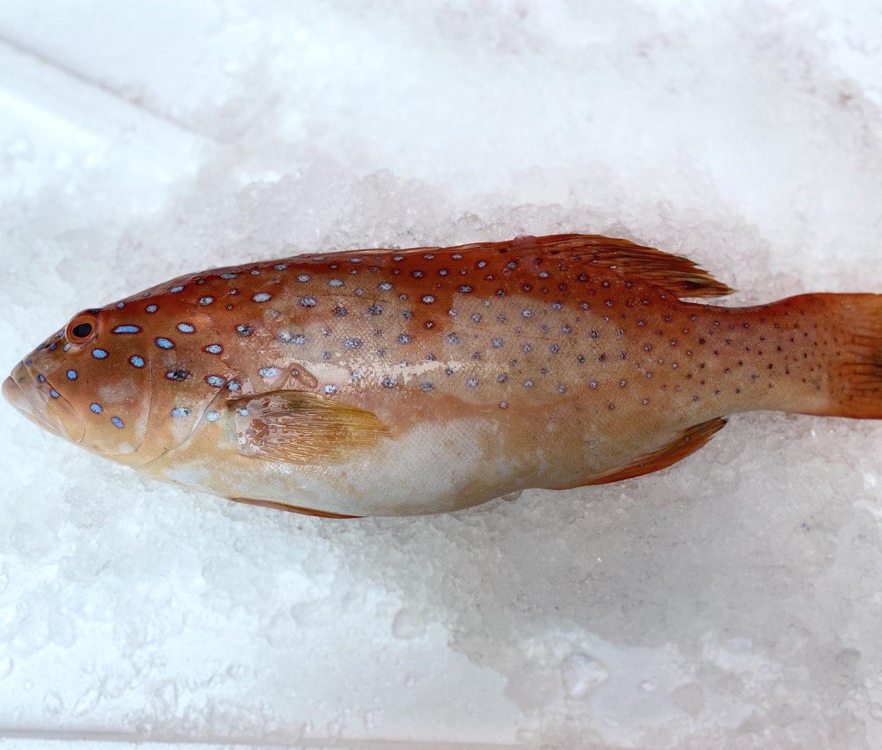 fresh red grouper / red garoupa fish