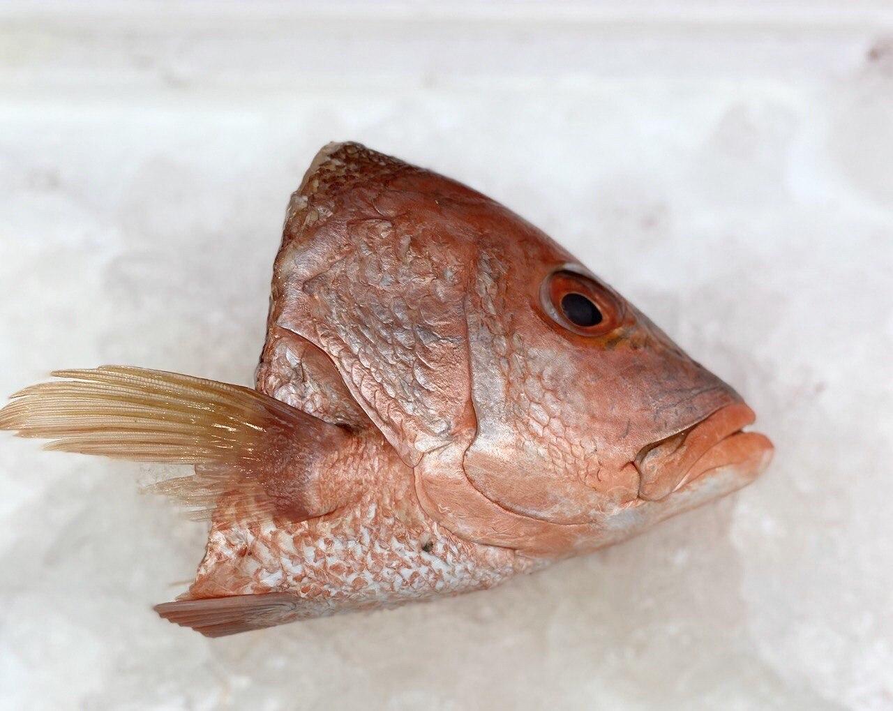 fresh red snapper fish head