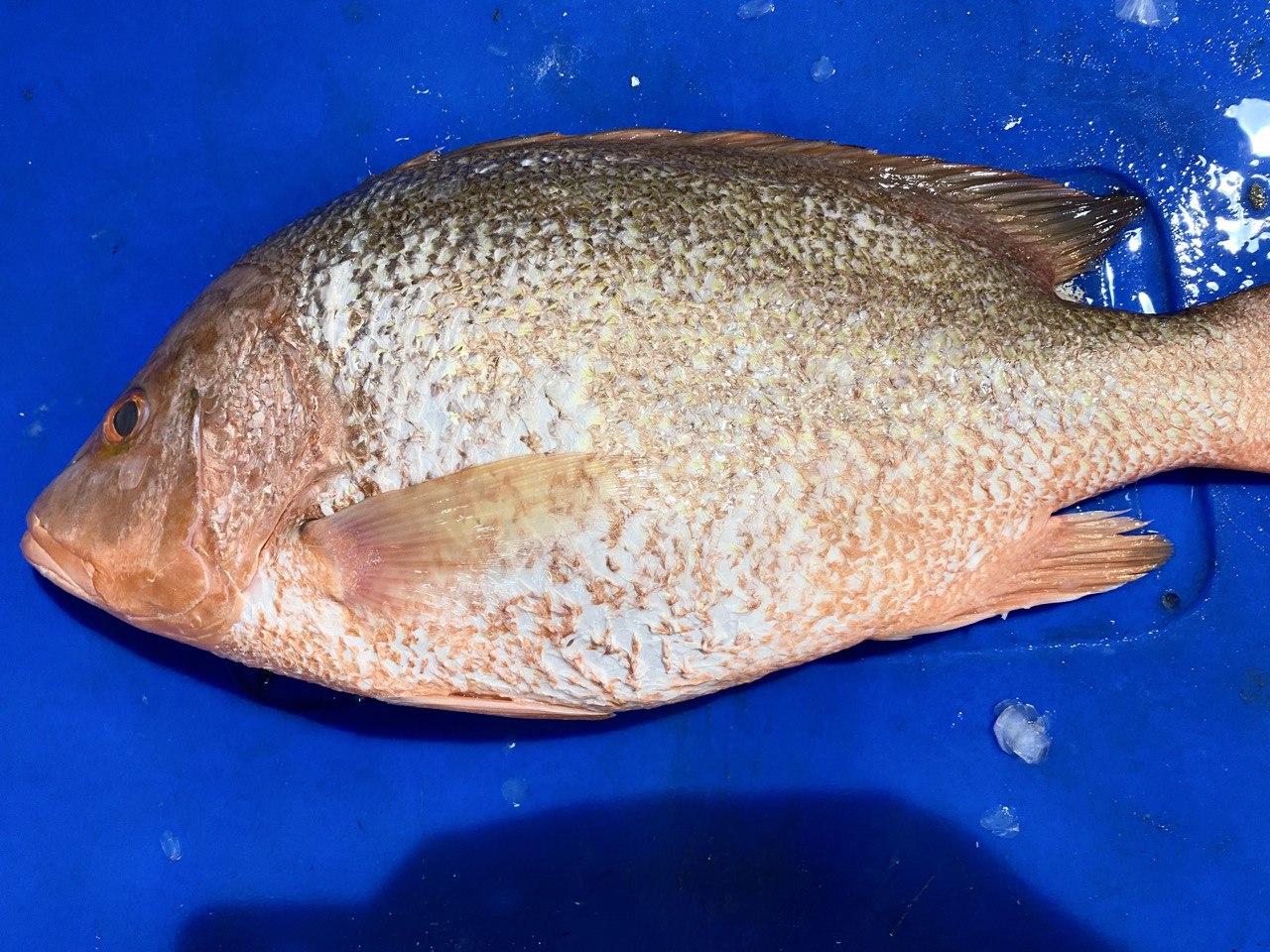 whole red snapper
