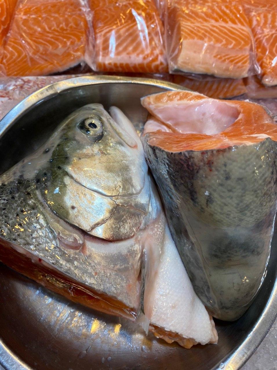 fresh norwegian salmon fish head