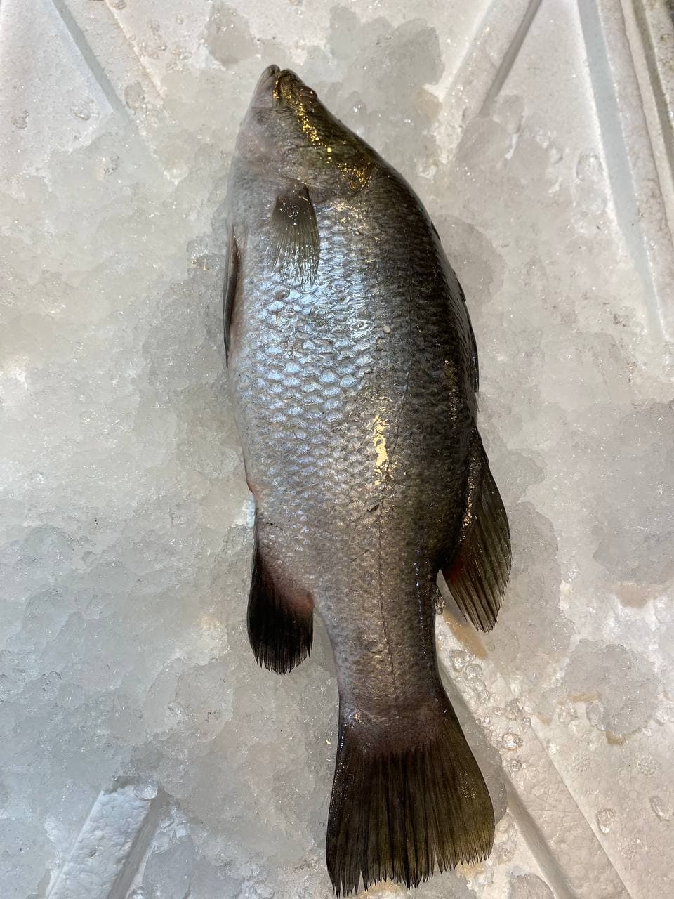 fresh sea bass barramundi fish