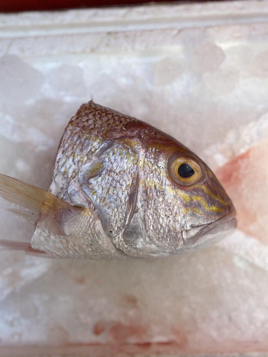 fresh ang go li / white snapper fish head