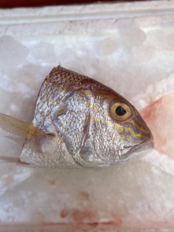 Fresh Ang Go Li, White Snapper Fish Head – Ding Xin Seafood