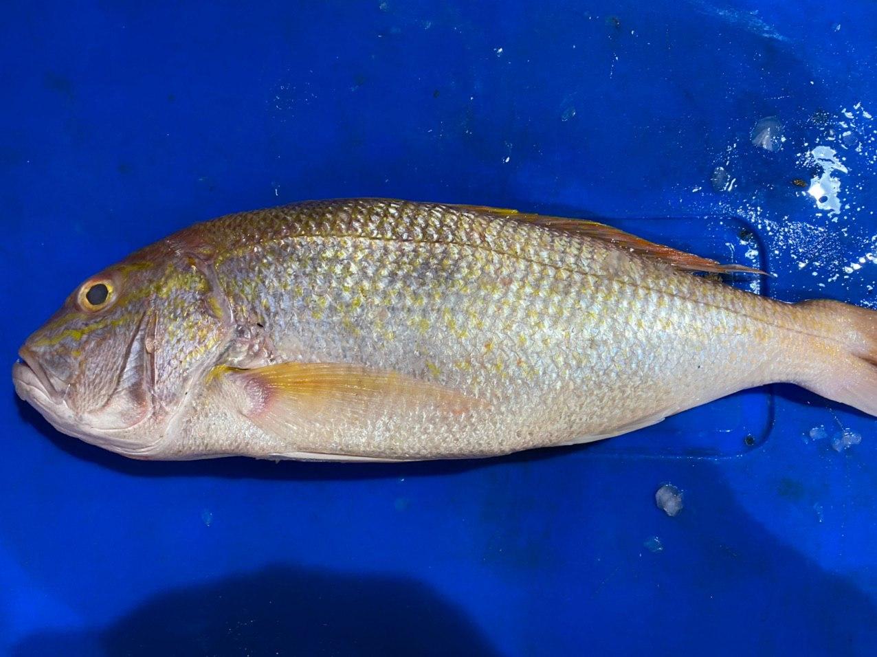 big ang go li / white snapper fish