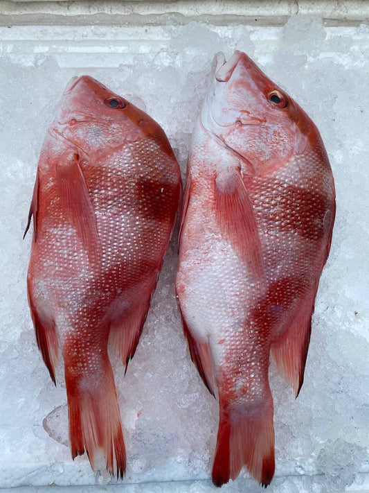 Whole Emperor Red Snapper (500G-1 KG)