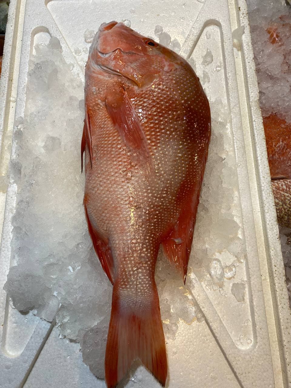 whole red snapper