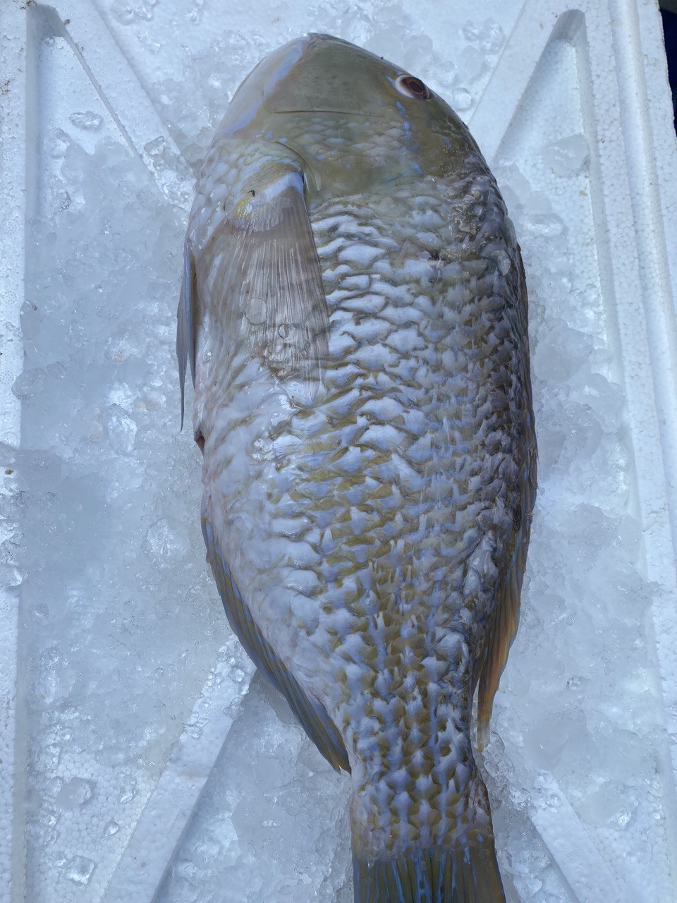 Whole Parrotfish 鹦嘴鱼 (2-3.5 KG)