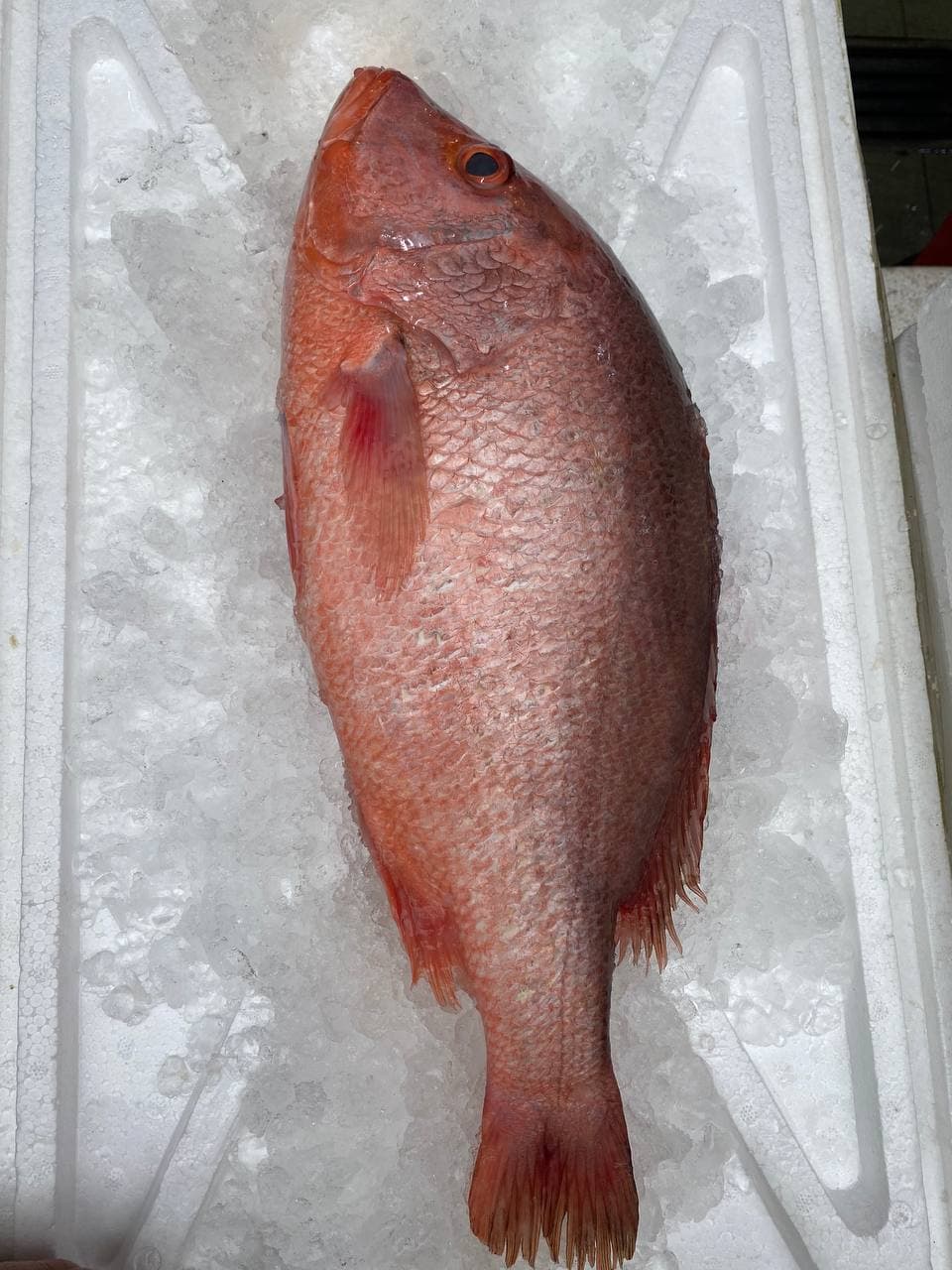 fresh red snapper fish 
