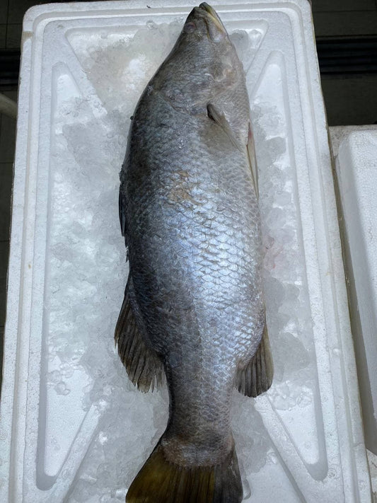 fresh sea bass barramundi fish