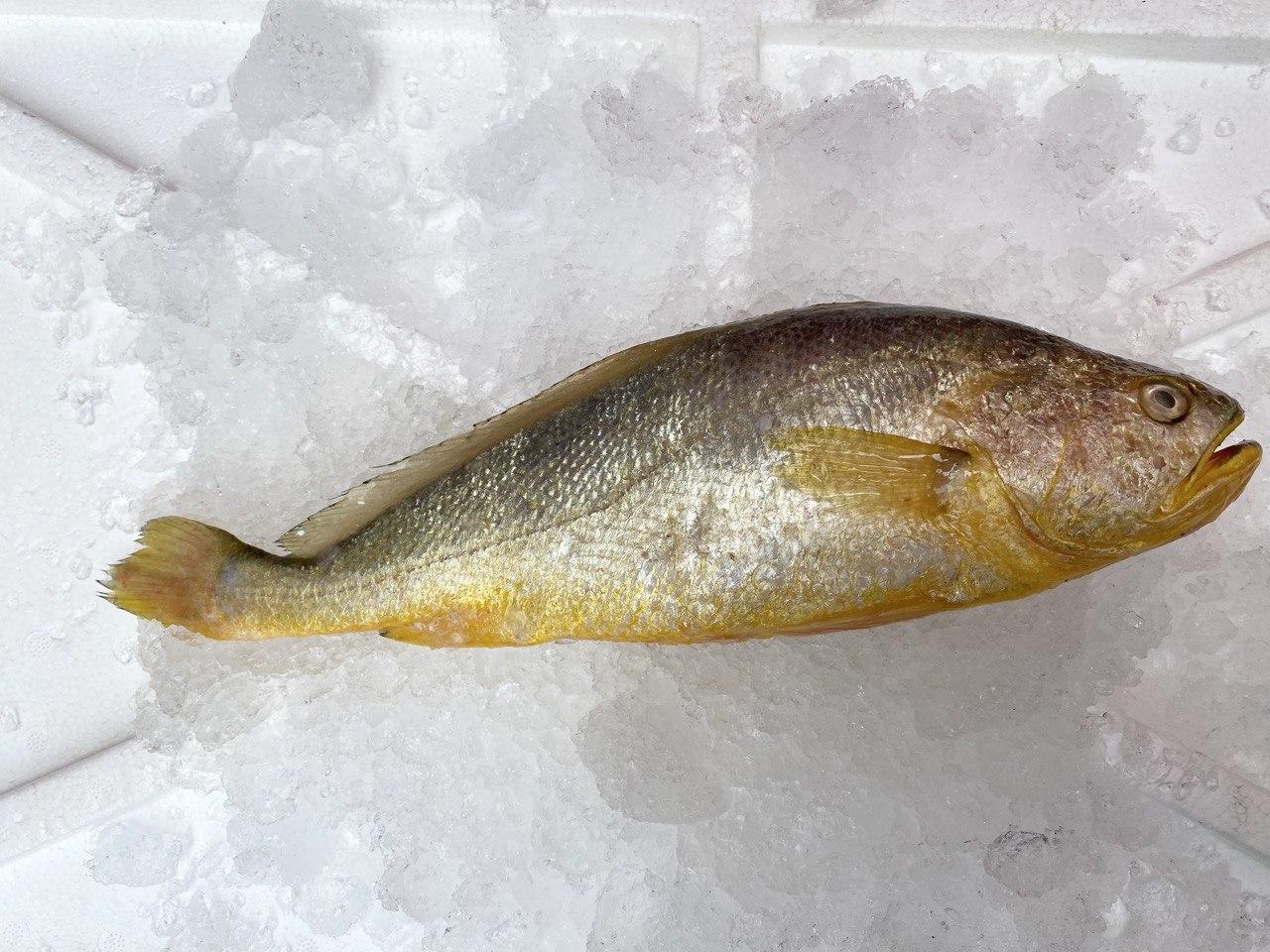 fresh yellow croaker fish