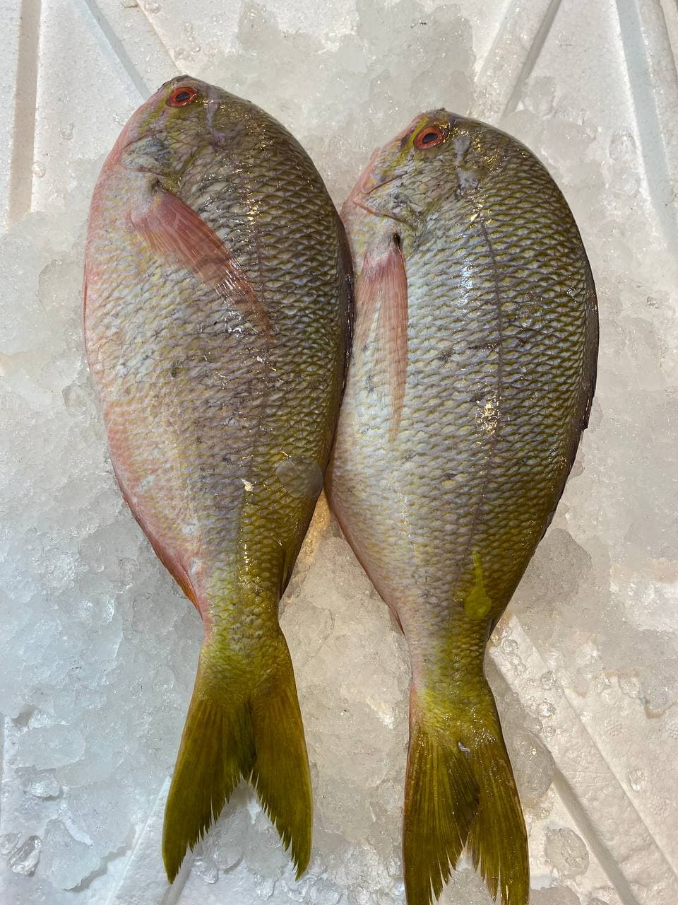 fresh yellowtail potato fish